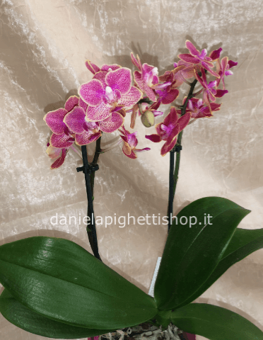 Pianta di Phaleonopsis, diversi colori a richiesta.