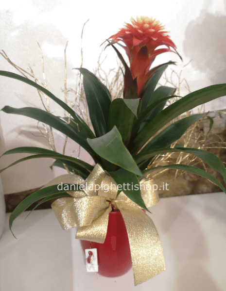 panta di Gusmania Fire in vaso di ceramica con decorazione natalizia